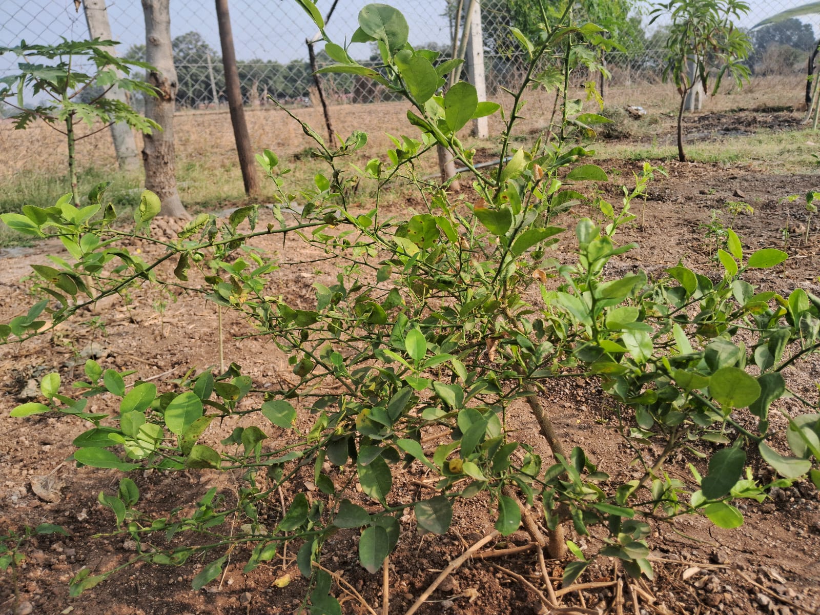 પહેલી ધારની વાત – નારન બારૈયા