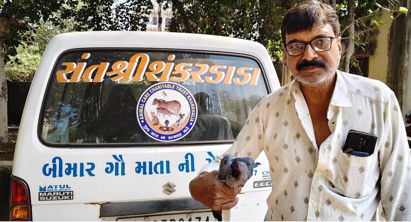 ઉતરાયણપર્વે ખંભાળિયા, ભાણવડમાં ઘવાયેલા અનેક અબોલ પશુ- પક્ષીઓની સારવાર કરતા સેવાભાવી કાર્યકરો