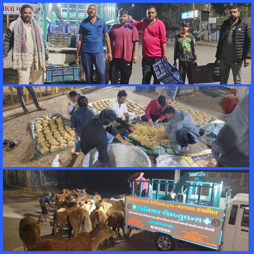 ભાણવડમાં મકરસંક્રાંતિ પર્વ બાદના દિવસોમાં ગૌવંશને પીરસાયું લાડવાનું જમણ