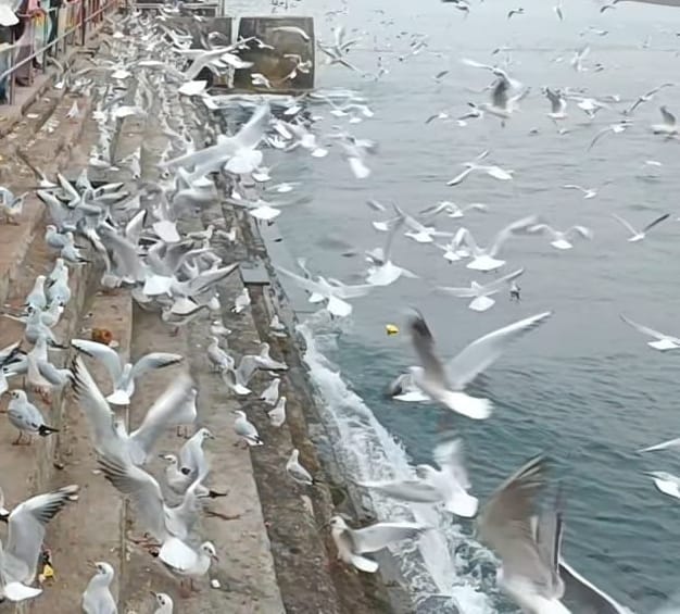 દ્વારકાના ગોમતી ઘાટ પર બે માસથી સાઈબેરીયન સીગલ પક્ષીનો જમાવડો