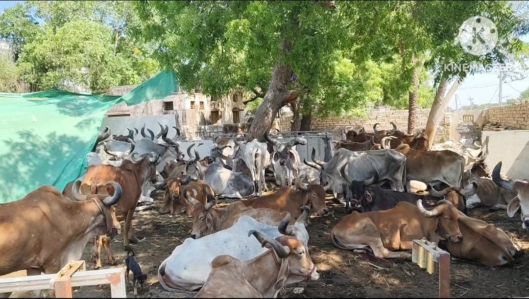 ભાણવડમાં વૃદ્ધ અને નધણીયાતા બળદનું આશ્રય સ્થાન એટલે શિવ નંદી આશ્રમ