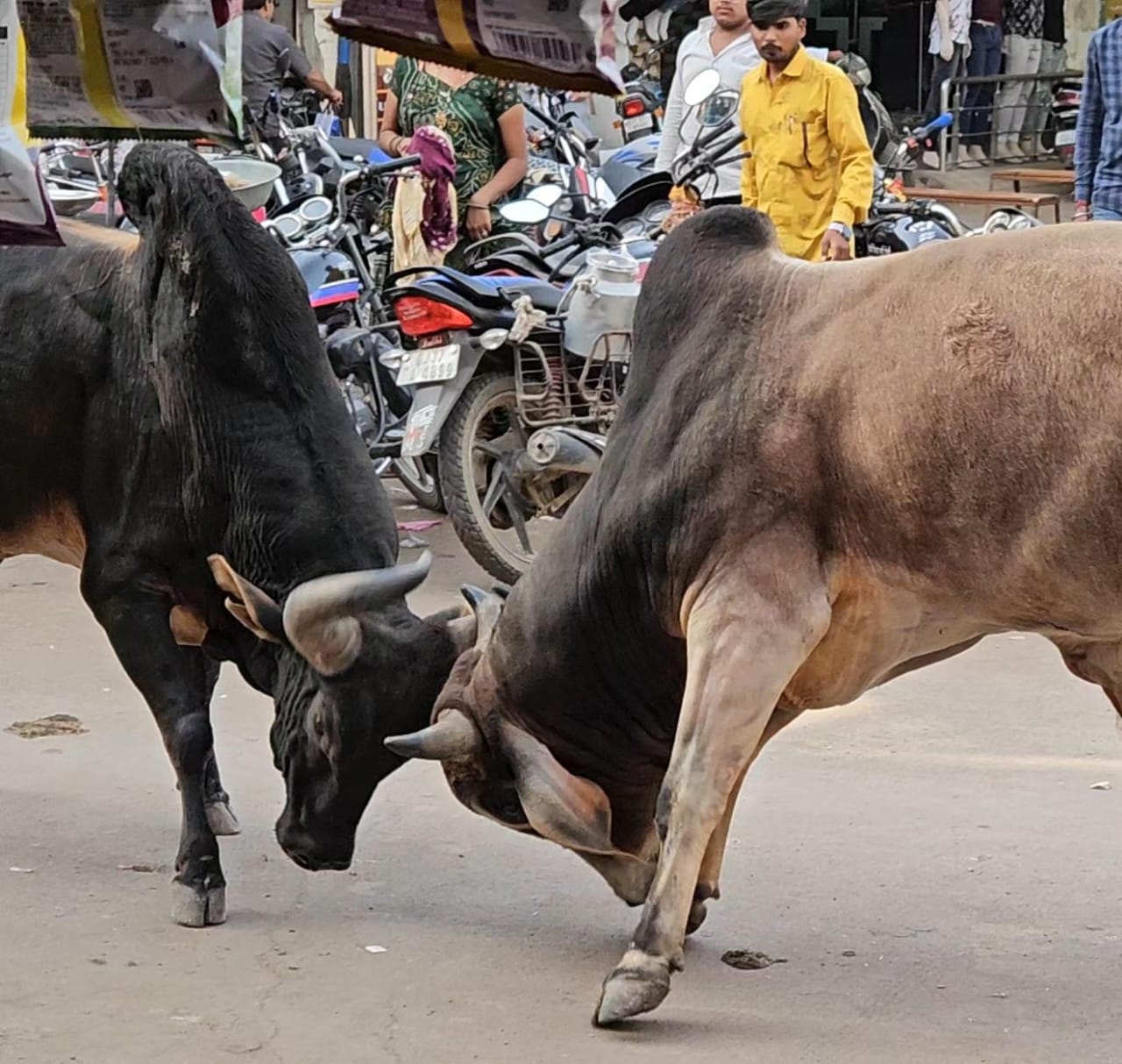 ખંભાળિયાની મેઈન બજારમાં બે આખલાઓ વચ્ચે ખેલાયું યુદ્ધ: દોડધામ