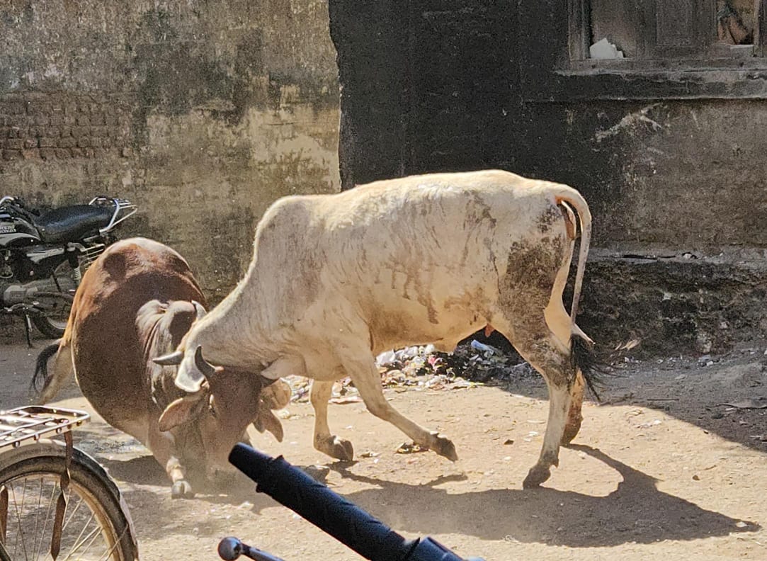 ખંભાળિયામાં રસ્તે રઝળતા ઢોરના ત્રાસથી લોકો ત્રસ્ત