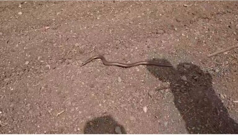 ખંભાળિયામાં ઊંડા કૂવામાં ખાબકેલા શ્વાન અને બોમ્બઈ સાપનું સફળ રેસ્ક્યુ કરાયું